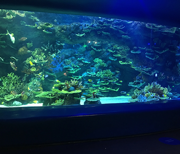水族館案例