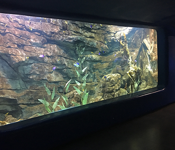 水族館案例